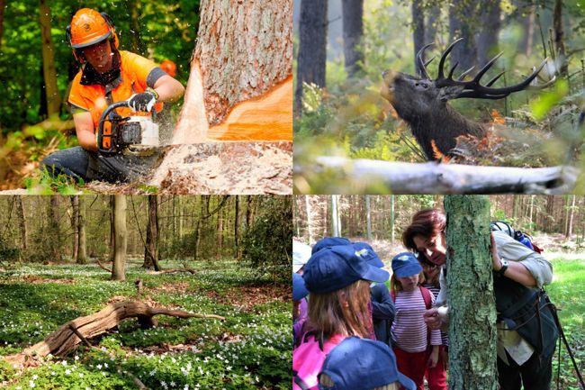 Collage aus vier Waldfotos