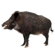 Foto eines männlichen Wildschweins