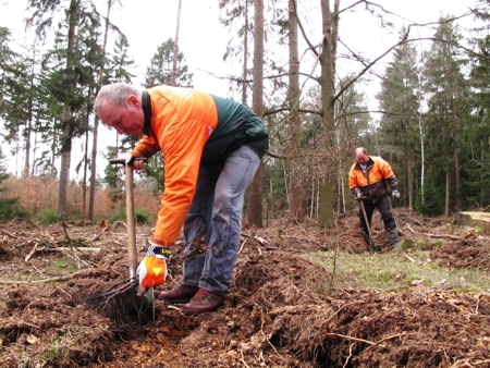 Forstwirt bepflanzt Waldfläche mit Buchen