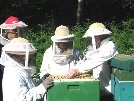 Foto mit Kindern, die Waben an einem Bienenkasten untersuchen