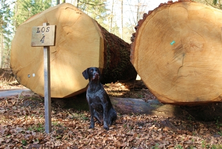 Dicke Eichenstämme an einem Forstweg mit Hund Ulme