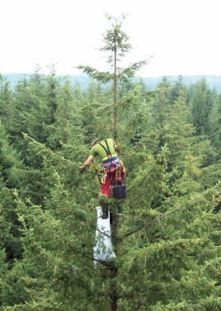 Zapfenpfücker im Baumwipfel erntet Douglasien-Saatgut