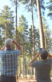 Zwei Forstwissenschaftler der NW-FVA mustern die Baumkronen in einem Fichtenbestand