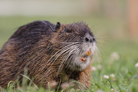 Foto einer Nutria (Sumpfbiber)