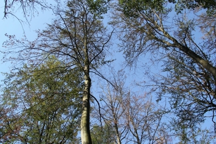 Blick in die Kronen absterbender Rotbuchen