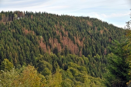 Blick in einen Wald mit abgestorbenen Fichten