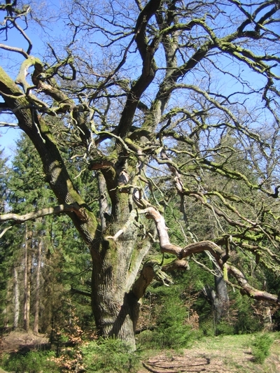 Urtümliche, alte Eiche mit ausladender Baumkrone