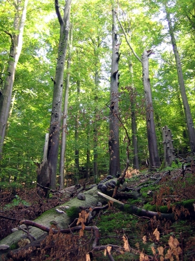 Totholzreicher Buchenwald mit natürlicher Entwicklung