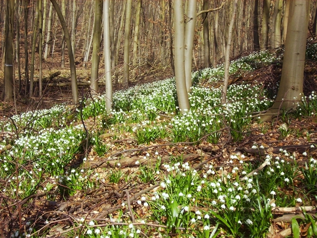 Viele weiße Blüten des Märzenbechers im Laubwald