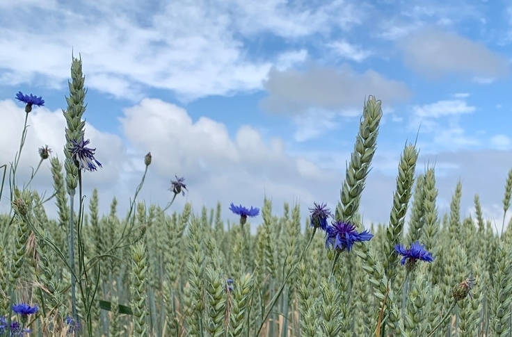 Eine Nahaufnahmen zeigt ein Feld mit Kornblumen (Symbolbild)