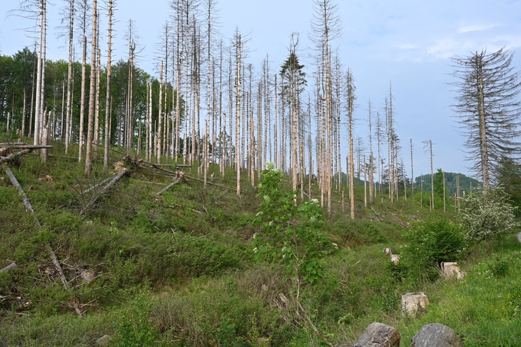 Zerstörter Waldspeicher