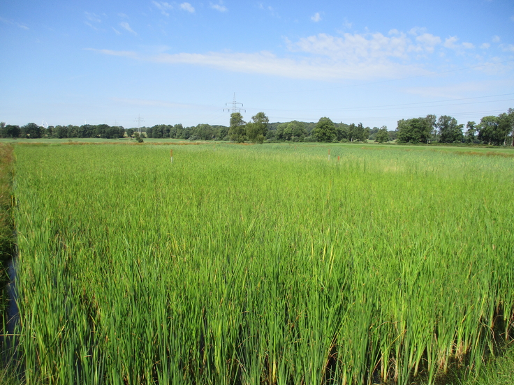 Testfläche Paludifarming Rohrkolben