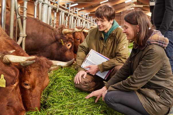 Ministerin Miriam Staudte mit einem Landwirt im Stall vor braunen Kühen
