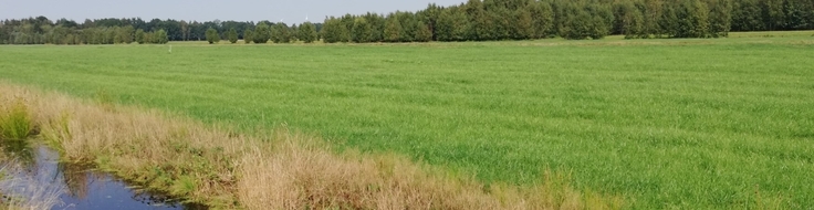 Moorboden mit Wald im Hintergrund