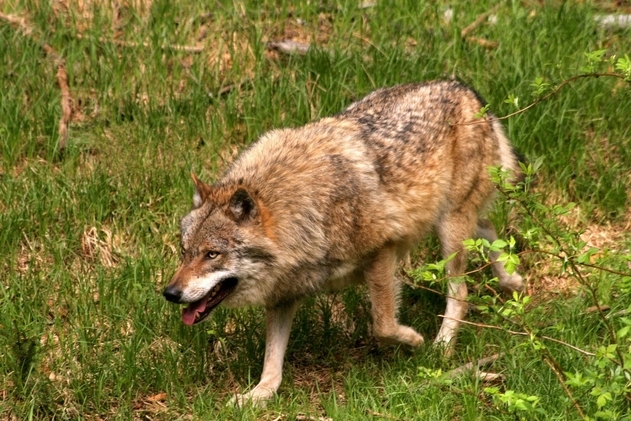 Grau-brauner wolf geht von rechts nach links auf einer Wiese