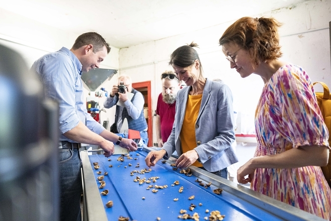 Ministerin Staudte steht an einem blauen Laufband zusammen mit den Landwirten und sortiert Walnüsse. Im Hintergrund macht ein Fotograf ein Bild.