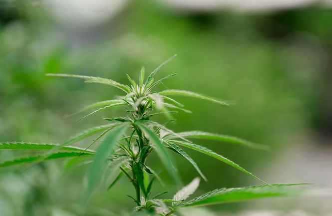 Junge Triebe von Cannabispflanzen in einer Cannabisfarm
