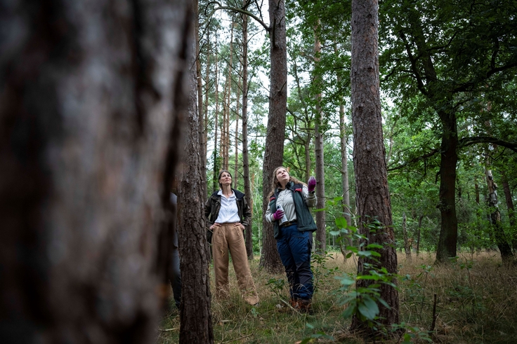 Ministerin Staudte schaut sich mit Frau Paustian die Baumkronen im Wald an.