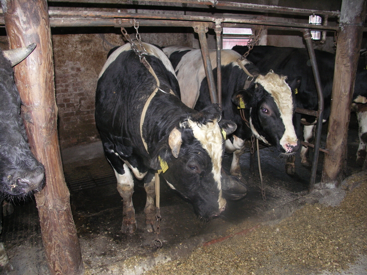 Rinder in Anbindehaltung