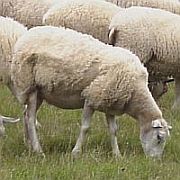 Schafe auf Weide