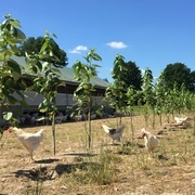 Hühner auf einer Wiese mit mobilem Stall