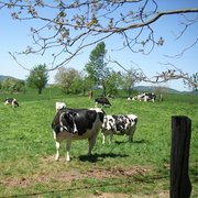 Schwarzbunte Kühe auf der Weide