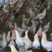 Innenansicht eines mobilen Hühnerstalls des Bauckhofs in Klein Süstedt