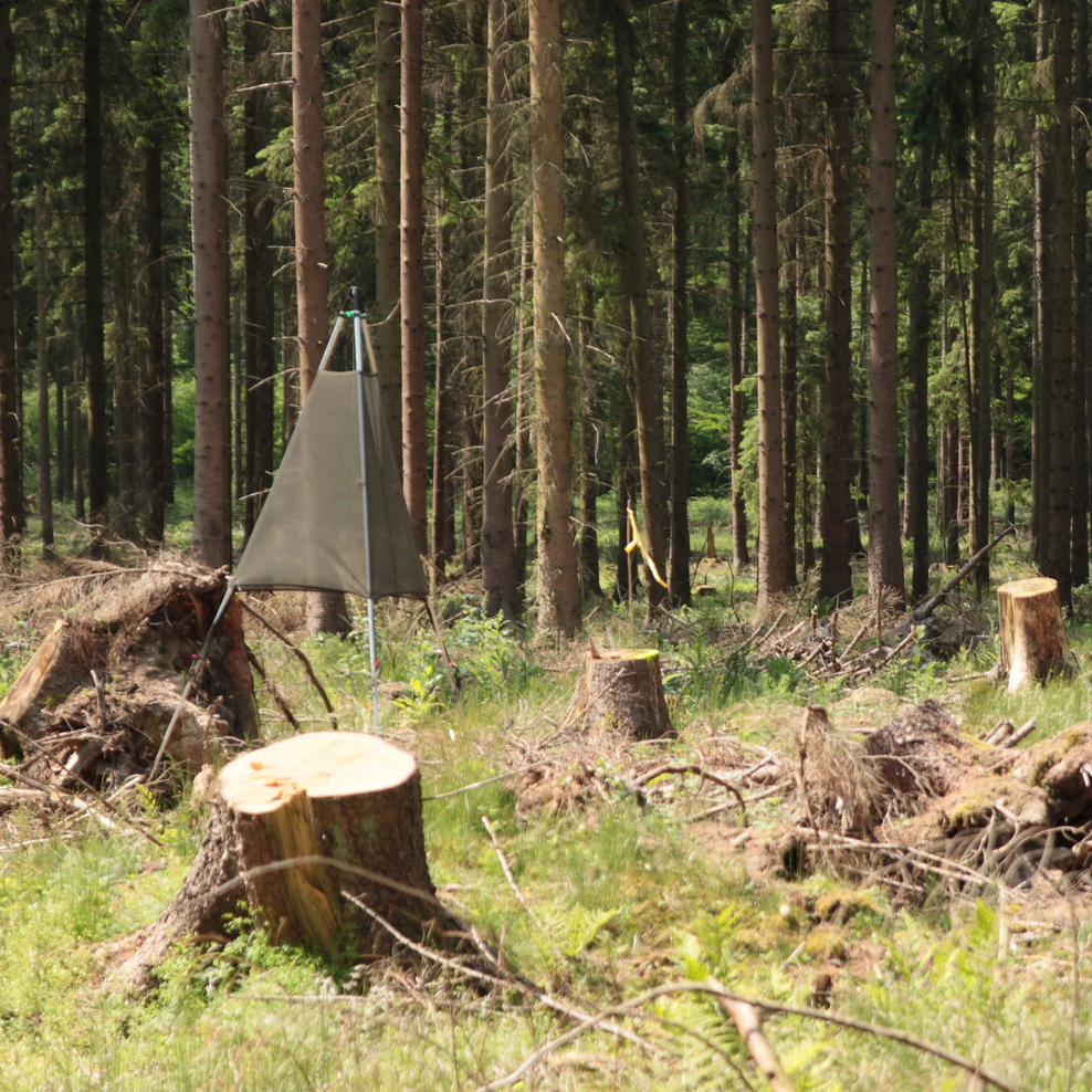 Waldschutz mit Trinet