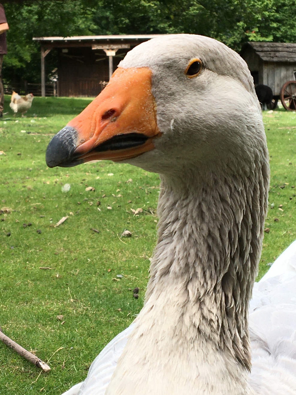 Bild Enten und Gänse