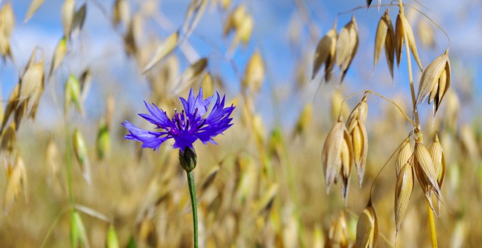 Symbolbild: Eine Kornblume in einem Hafer-Feld