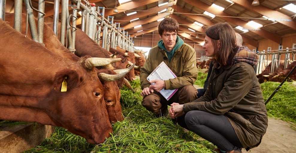 Daniel Wehmeyer und Landwirtschaftsministerin Miriam Staudte im Kuhstall im Gespräch über das Harzer Rote Höhenvieh.