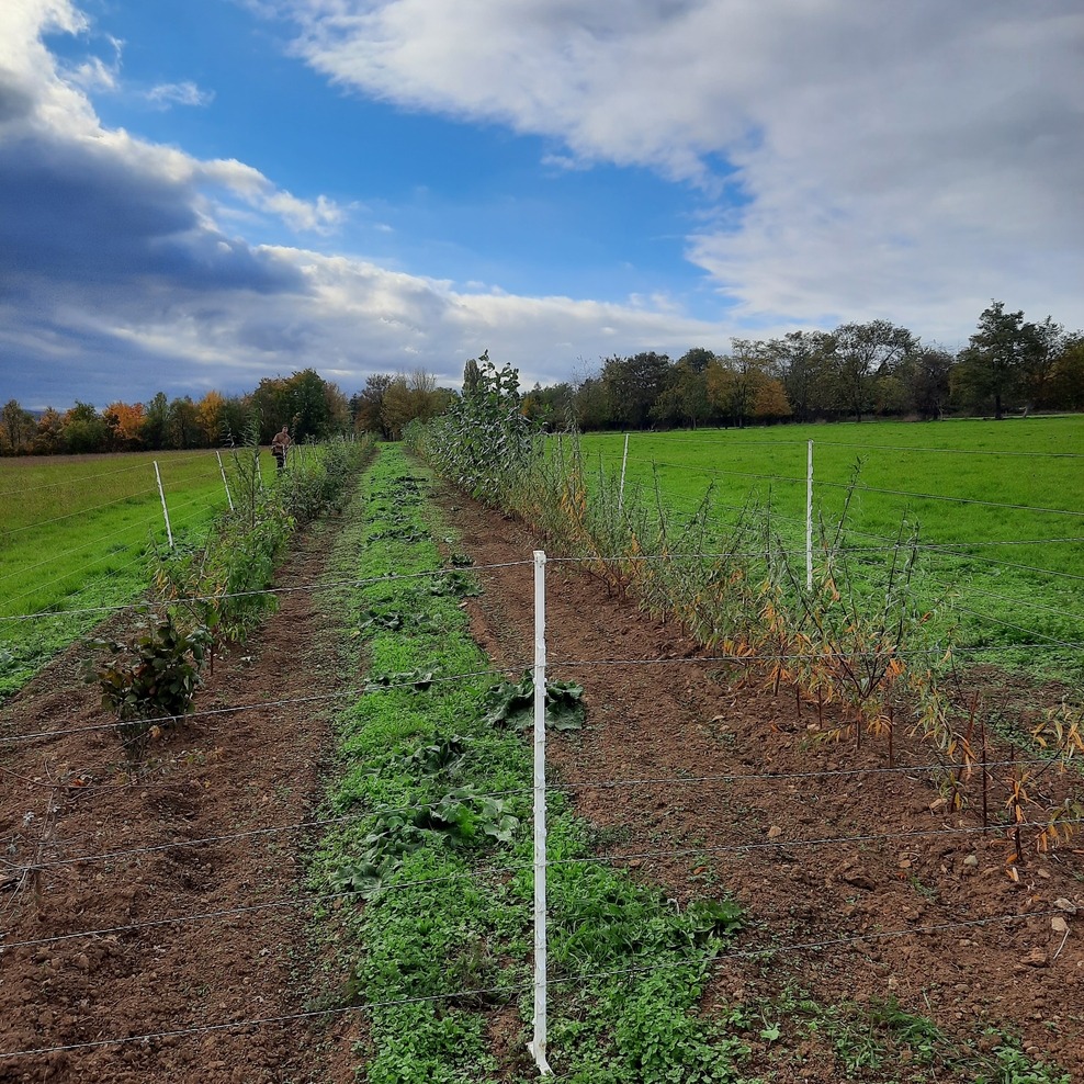 Agroforst Gehölzstreifen