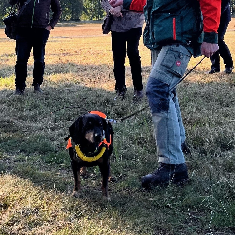 kleiner brauner Hund mit einer orangenen Weste auf einer Wiese umgeben von Menschen.