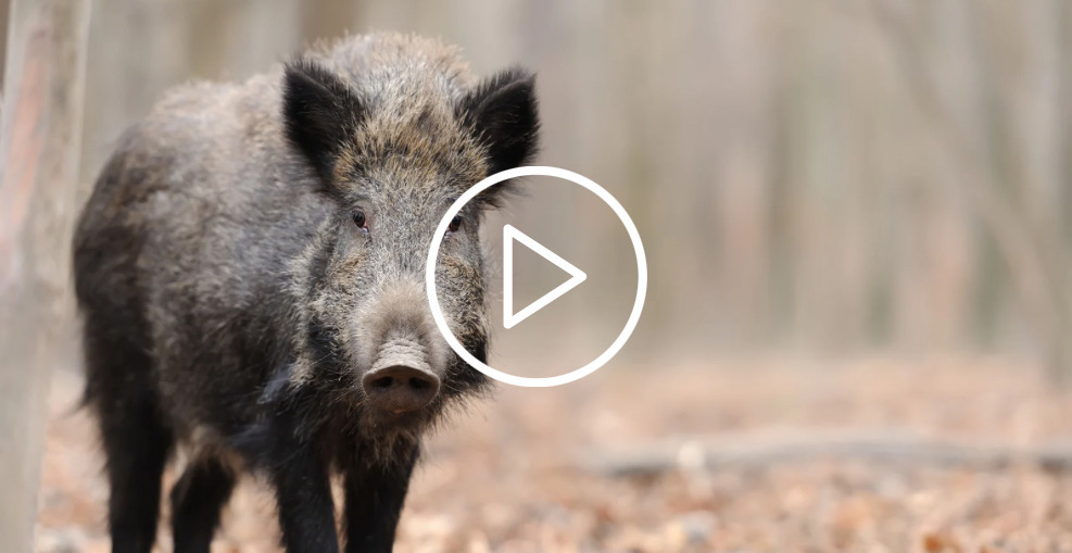 Ein Foto zweigt ein Wildschwein im Herbstwald