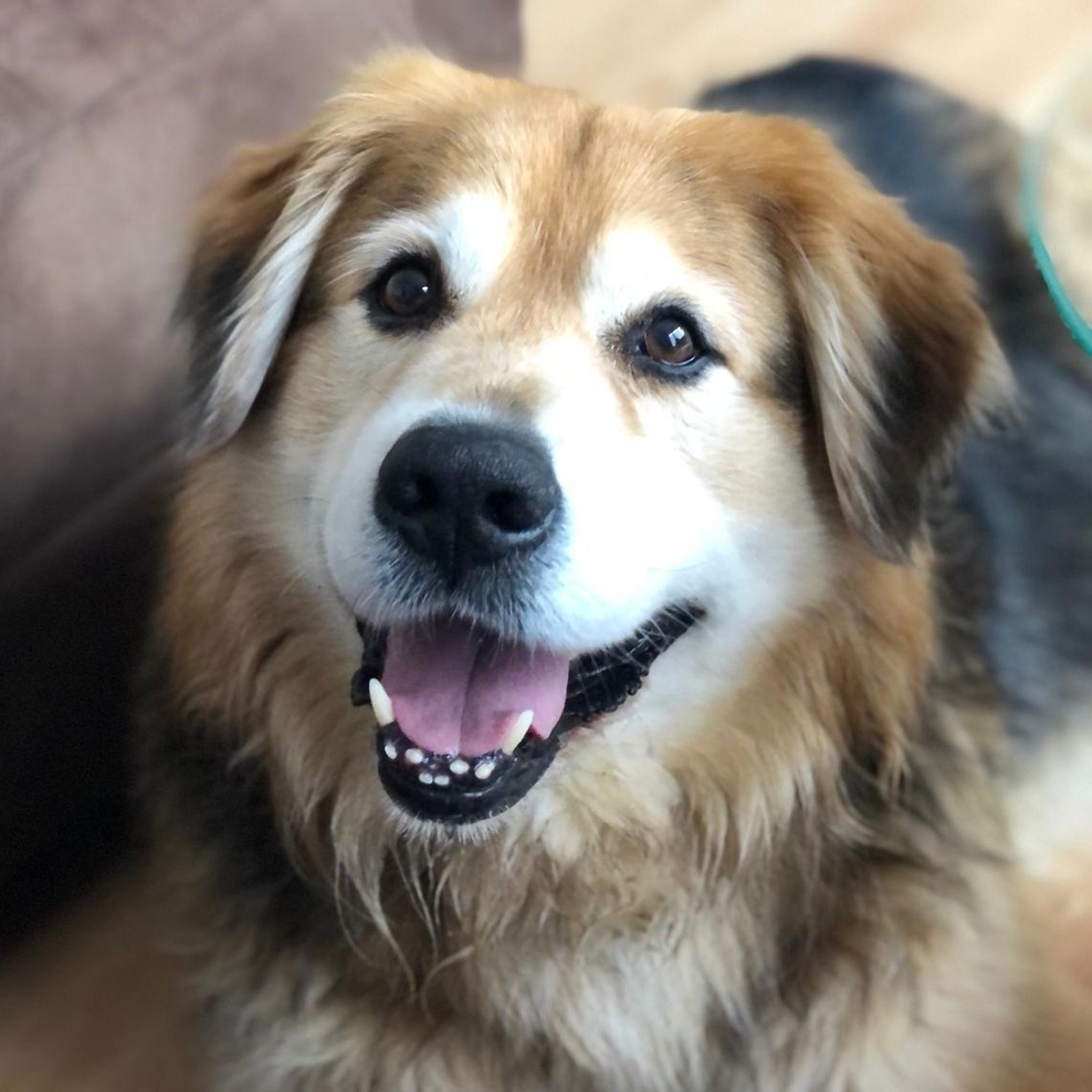 Ein Symbolbild zeigt einen Hund