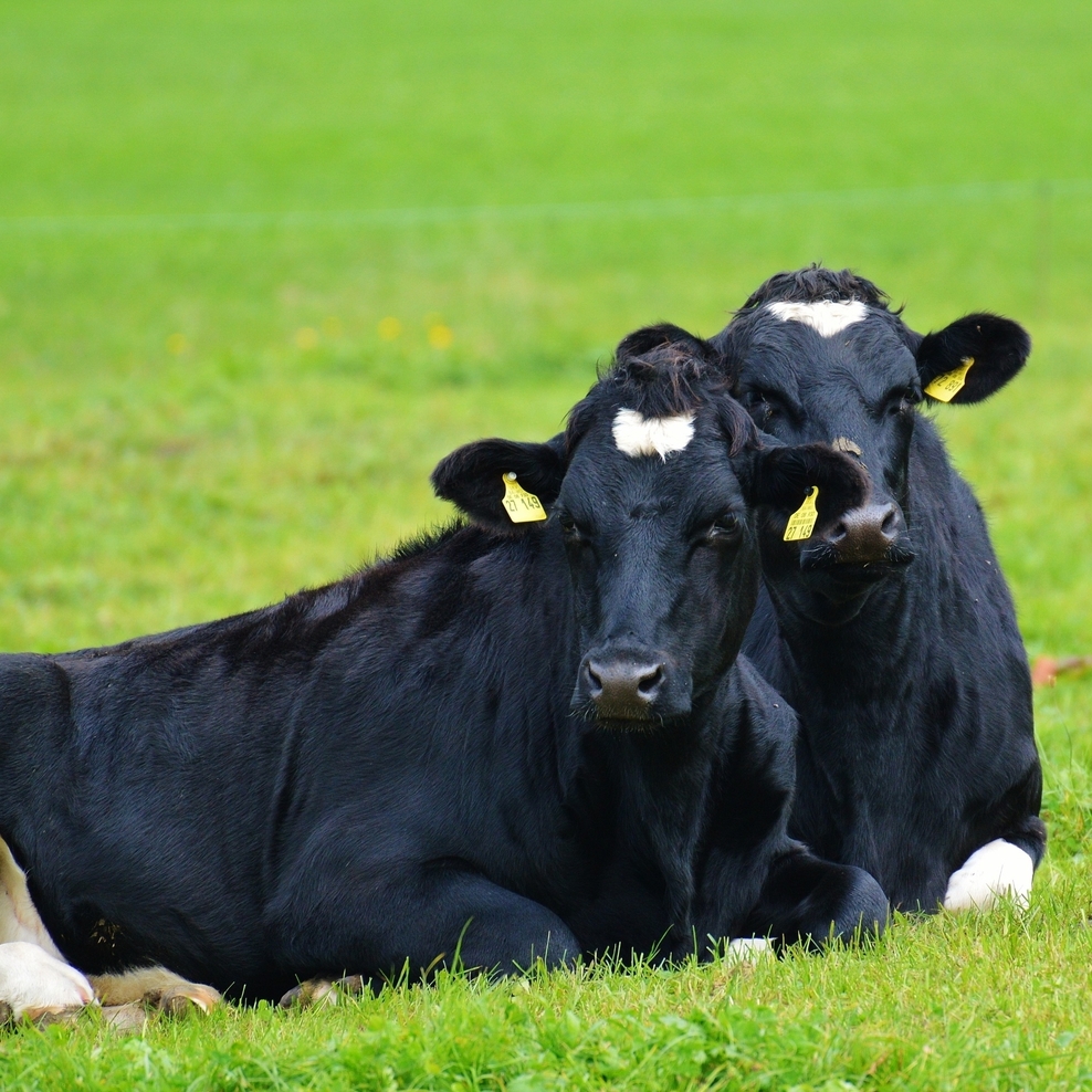zwei schwarz-weiße Kühe auf der Weide