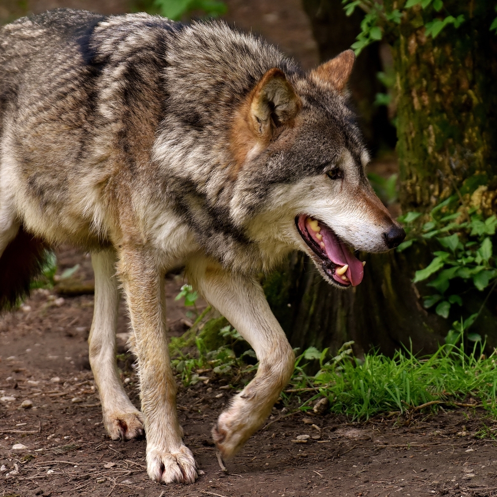 Wolf streift durch den Wald
