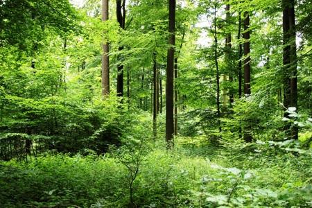 Blick in einen struktur- und artenreichen Mischwald