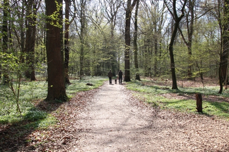 Menschen gehen im Wald spazieren