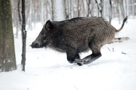 Flüchtendes Wildschwein im Schnee